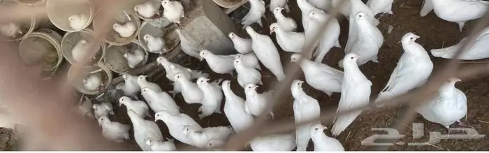 حمام فرنسي 0