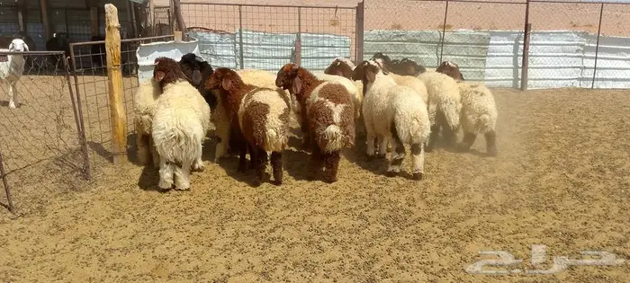 ذبايح بريه مشروطه 2