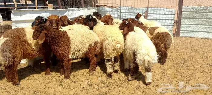 ذبايح بريه مشروطه 3