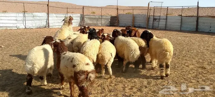 ذبايح بريه مشروطه 10