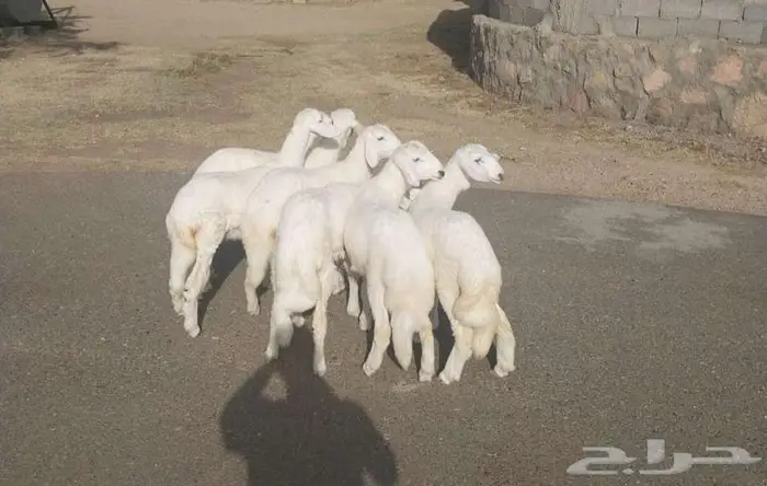 6 بهم طيب ... تم البيع 0