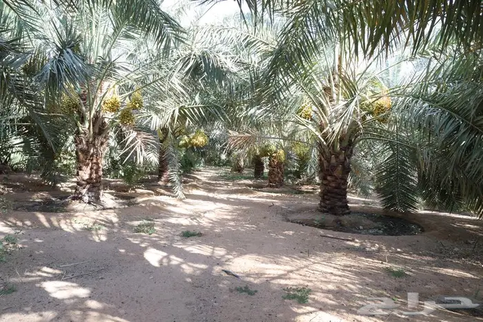 قاعات أفراح للبيع و أرض تجارية القصيم البدايع - الرس 9