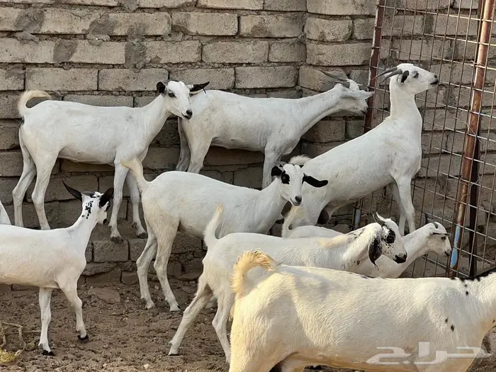 معزا بيشيات 5 تحتها 5 شي فاخر 1
