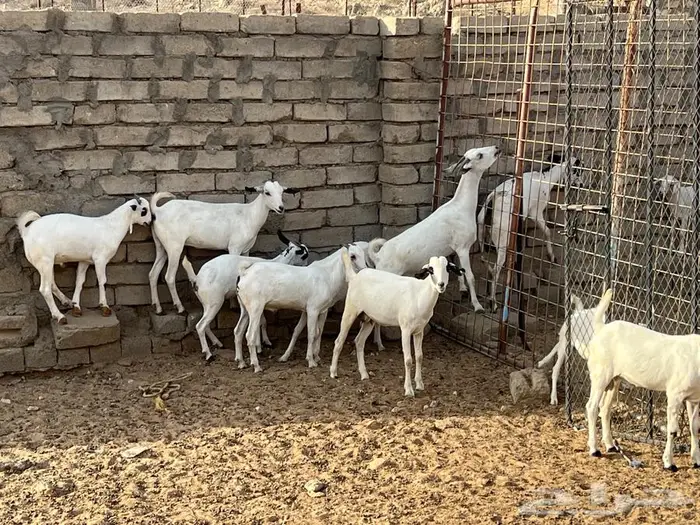 معزا بيشيات 5 تحتها 5 شي فاخر 8