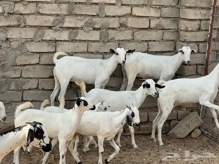 معزا بيشيات 5 تحتها 5 شي فاخر 6