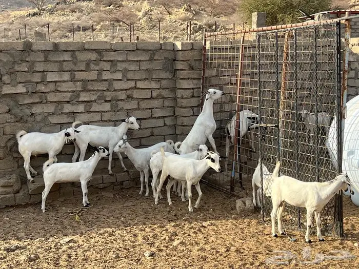 معزا بيشيات 5 تحتها 5 شي فاخر 7