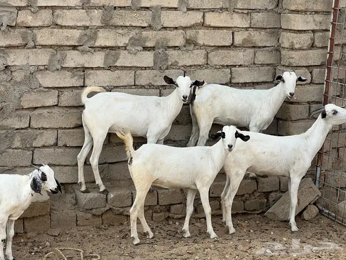 معزا بيشيات 5 تحتها 5 شي فاخر 11