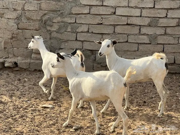 معزا بيشيات 5 تحتها 5 شي فاخر 9