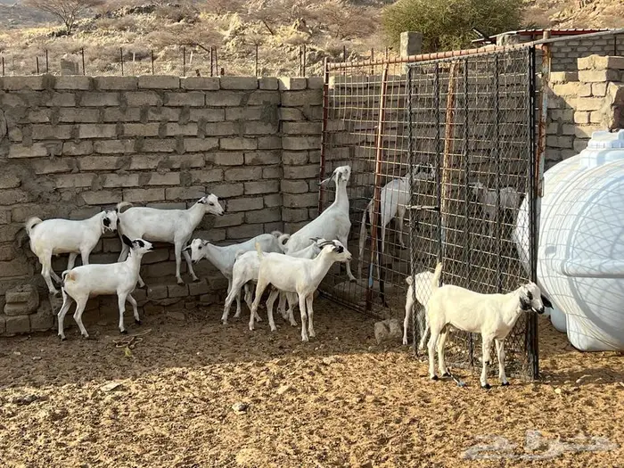 معزا بيشيات 5 تحتها 5 شي فاخر 12