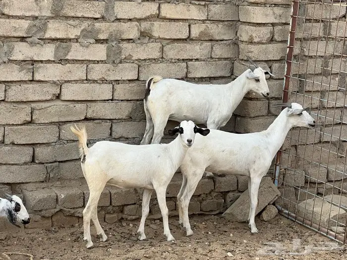 معزا بيشيات 5 تحتها 5 شي فاخر 0