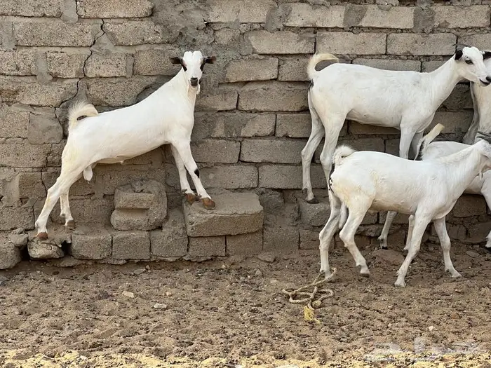 معزا بيشيات 5 تحتها 5 شي فاخر 4