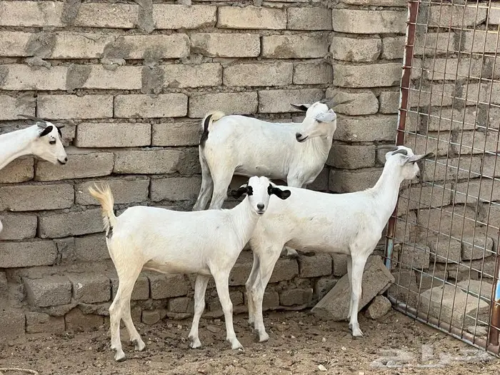 معزا بيشيات 5 تحتها 5 شي فاخر 2
