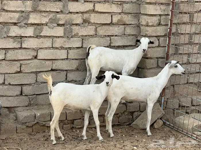 معزا بيشيات 5 تحتها 5 شي فاخر 3