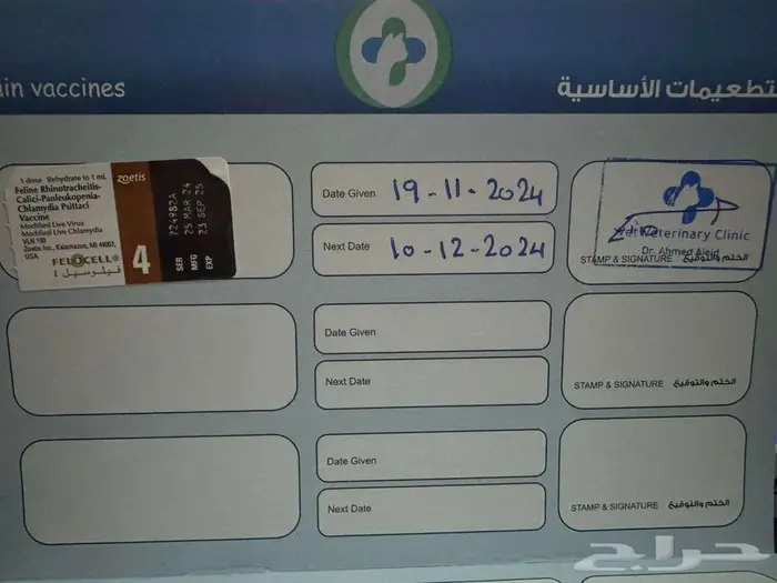 للتبني عاجل 5 قطط شيرازيه اللون اسود مع صغارهم 10