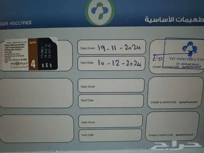 للتبني عاجل 5 قطط شيرازيه اللون اسود مع صغارهم 12