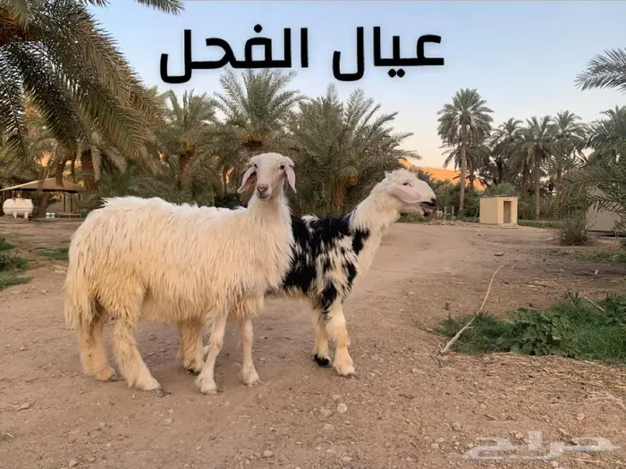 فحل حري شرط النسف 2