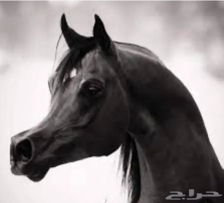 حلاق خيل عربيه 0