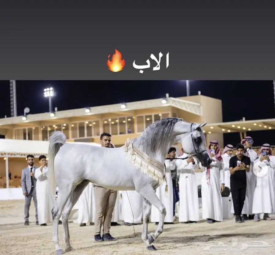 مهر واهو ولد بطل العالم سلطان العنايه 0