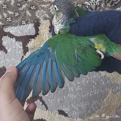 ببغاء الكنيور 6