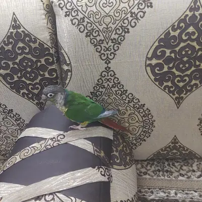 ببغاء الكنيور 3