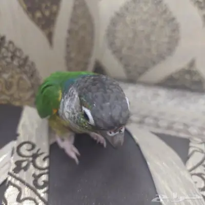 ببغاء الكنيور 1
