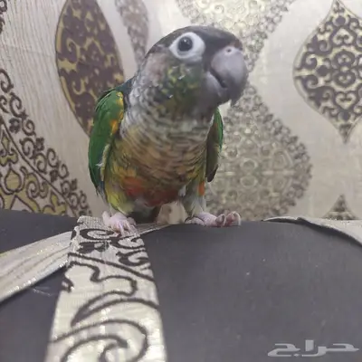 ببغاء الكنيور 0