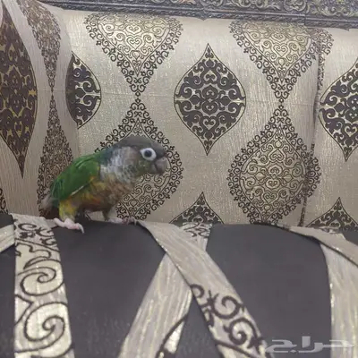 ببغاء الكنيور 2