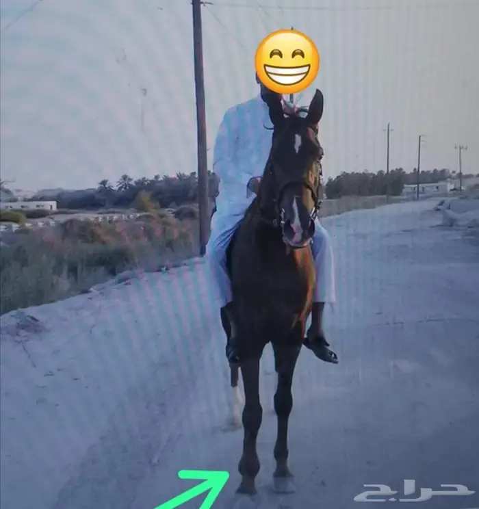 فرس شعبية. 0