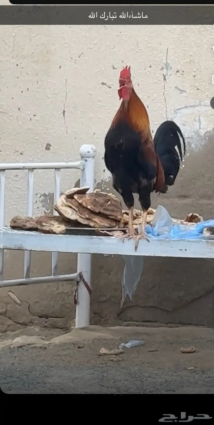 اللبيع ديك عربي اصيل 3