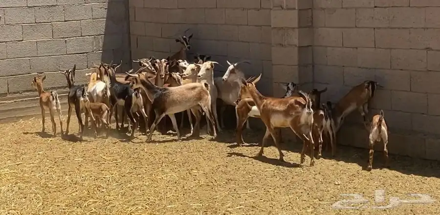 معزاء جنوبيه ويمنيه 1