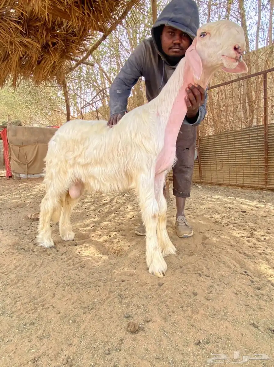 طلي عسيري صنف سنه الله والعالم رباع او سدس مافريت سنونه 0