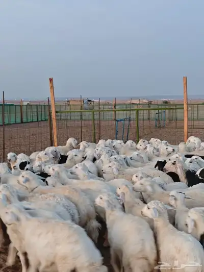 تيوس وحريات وعارضيات 4