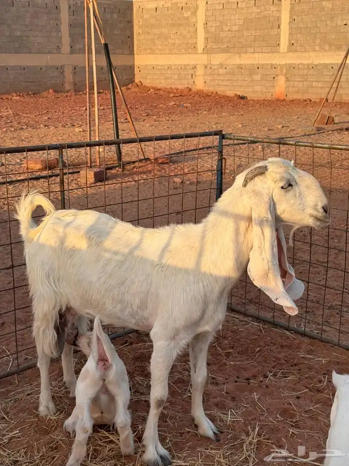 للبيع عنز بيضاء متوم 4