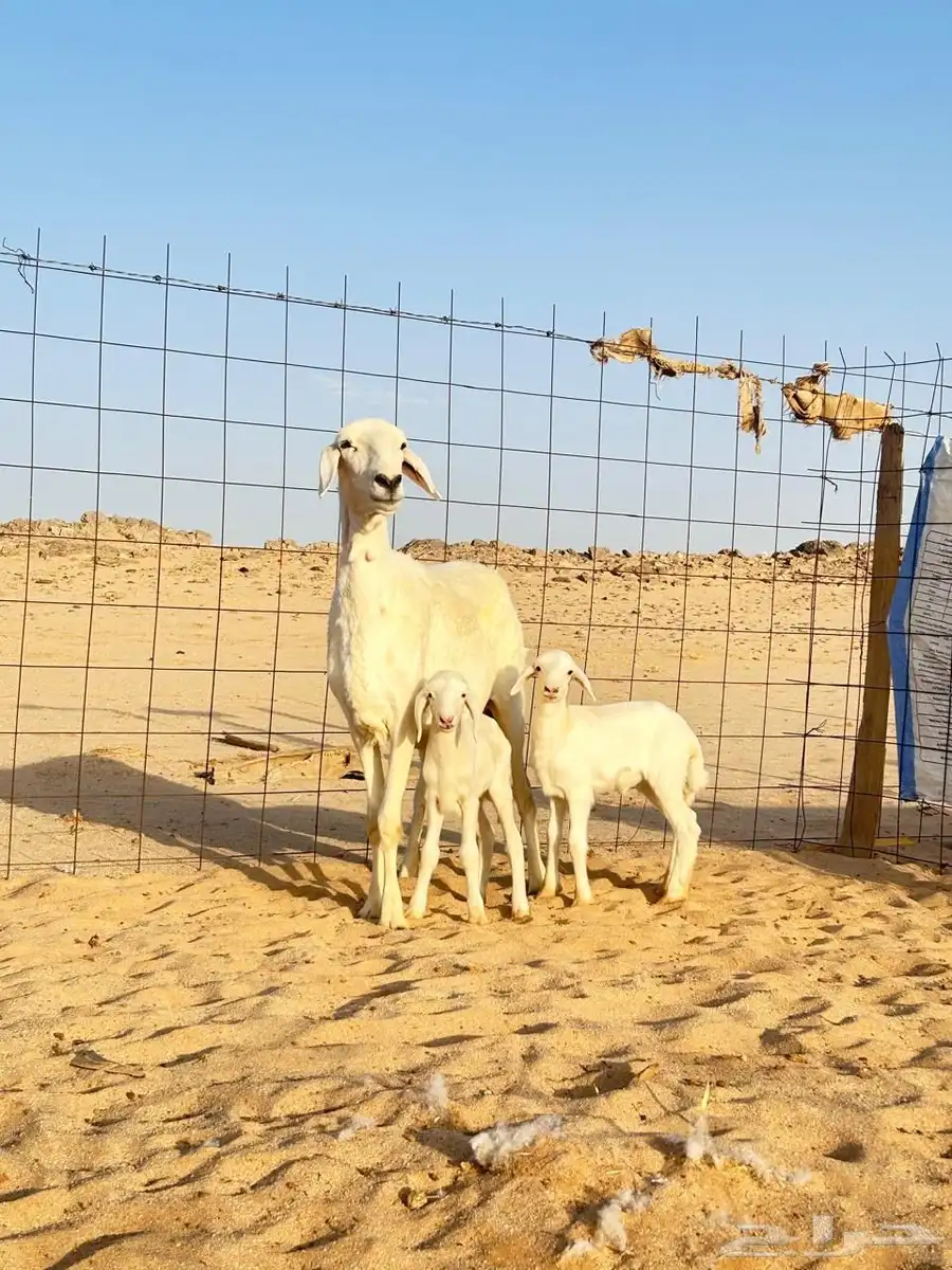 شاه حريه خصم جرم وشعره وديس شرط مركن 0