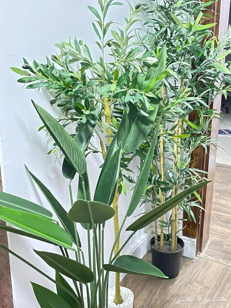 اشجار زينه وابجوره 2