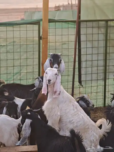 تيوس و غنم وعارضيات وحريات للبيع 9