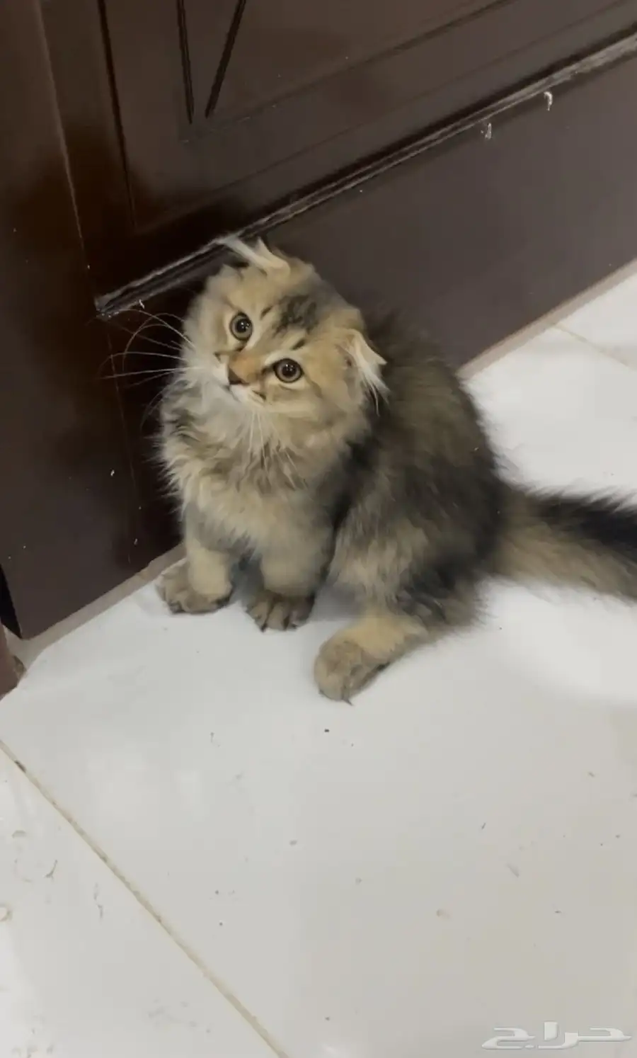 قط سكوتش لونق هير للبيع 0