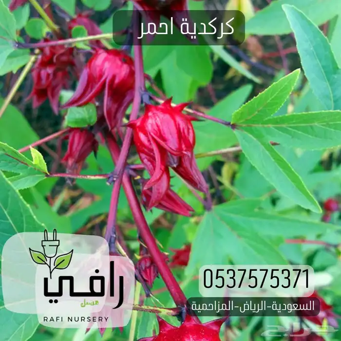 كركدية 0