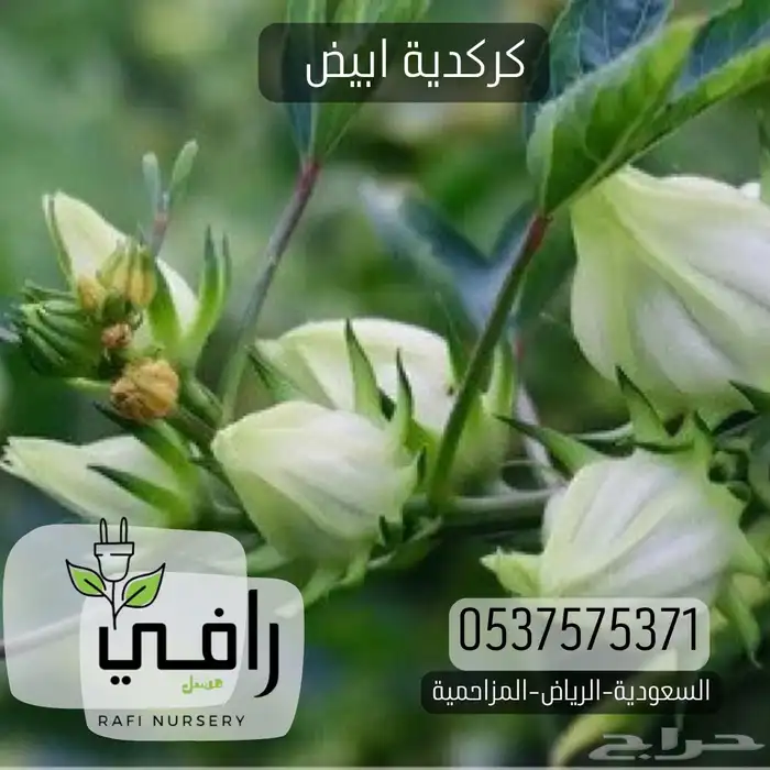 كركدية 1