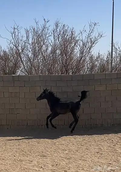 مهر للبيع اقبل معاريض غير الخيل 3