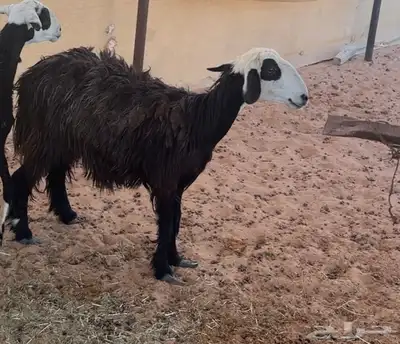 متبع نجديه( تم تم البيييع الله يبارك للجميع ) 2