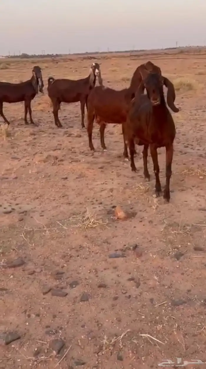 معزاء مشاريك قبرصي مضاريع 0