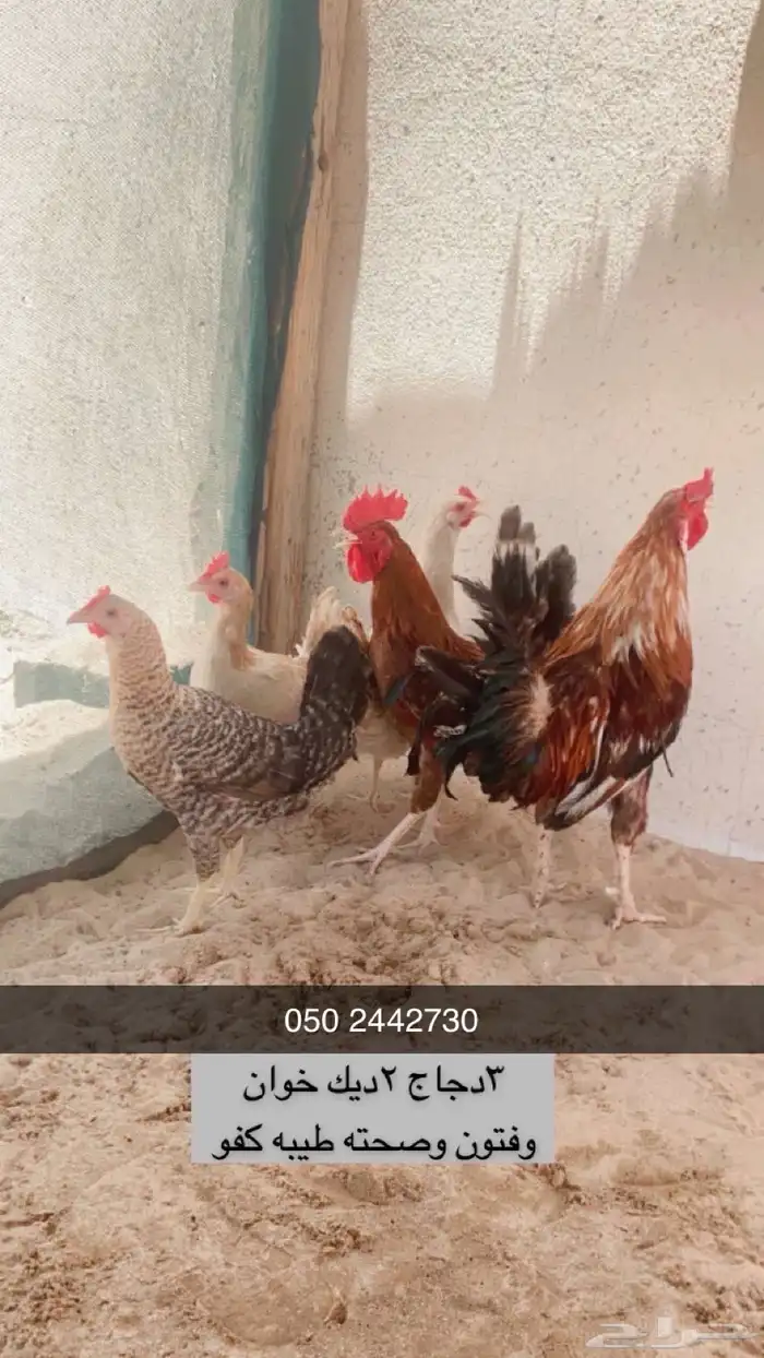 دجاج بلدي وديكه اخوان ودجاجه كولمبيه 0