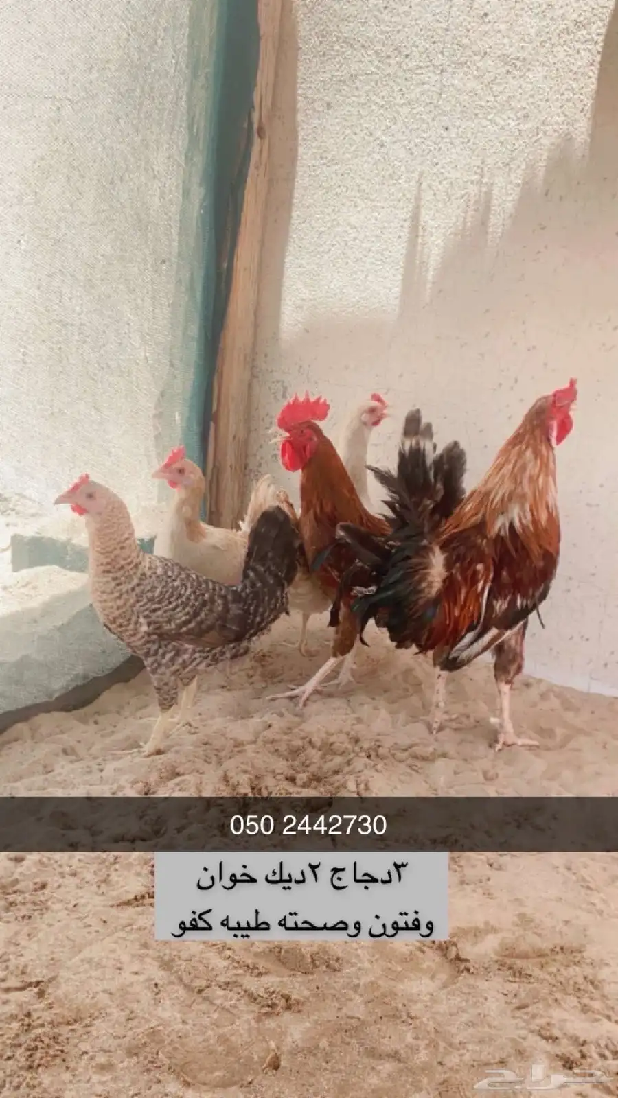 دجاج بلدي وديكه اخوان ودجاجه كولمبيه 0