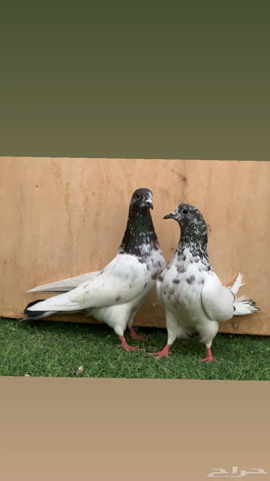 جوزين حمام باكستاني بانكا 2