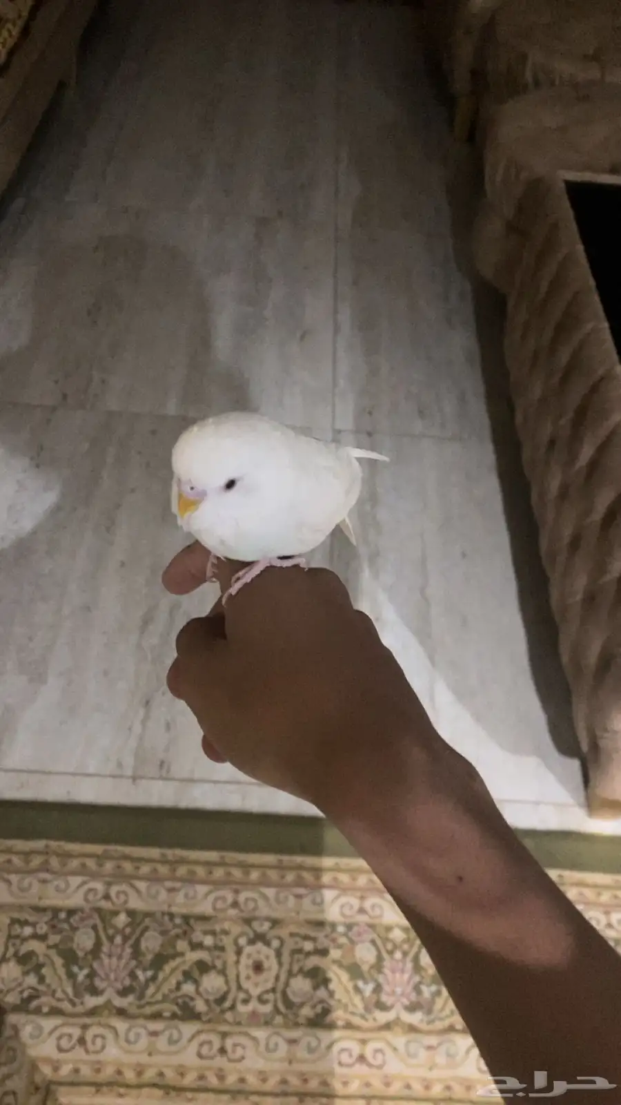 ببغاء باجير موالف 3