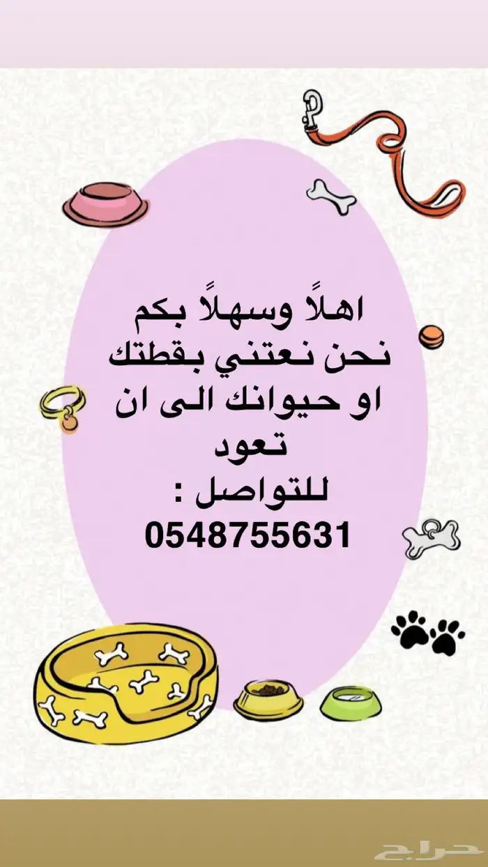حيوان قطط 0