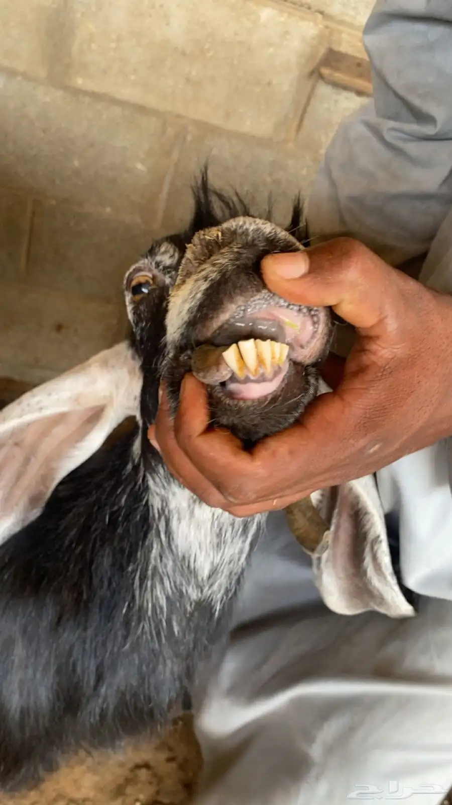عنز والد معها ثنين عيالها ذبائح سنها موضح بالصوره 3