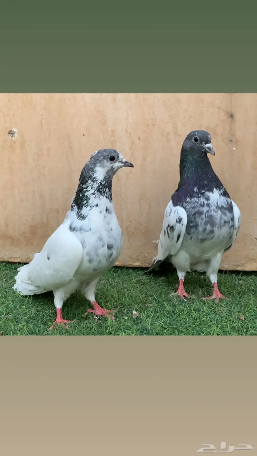 جوزين حمام باكستاني بانكا 3
