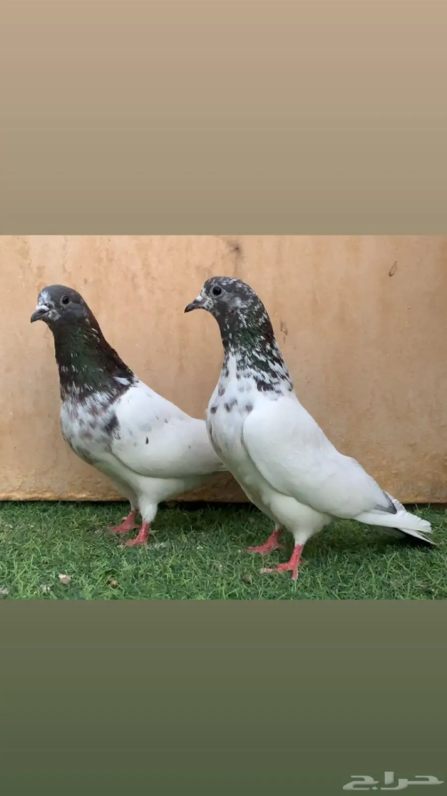 جوزين حمام باكستاني بانكا 1
